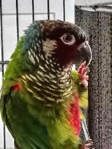 white cheek conure - Photo 2