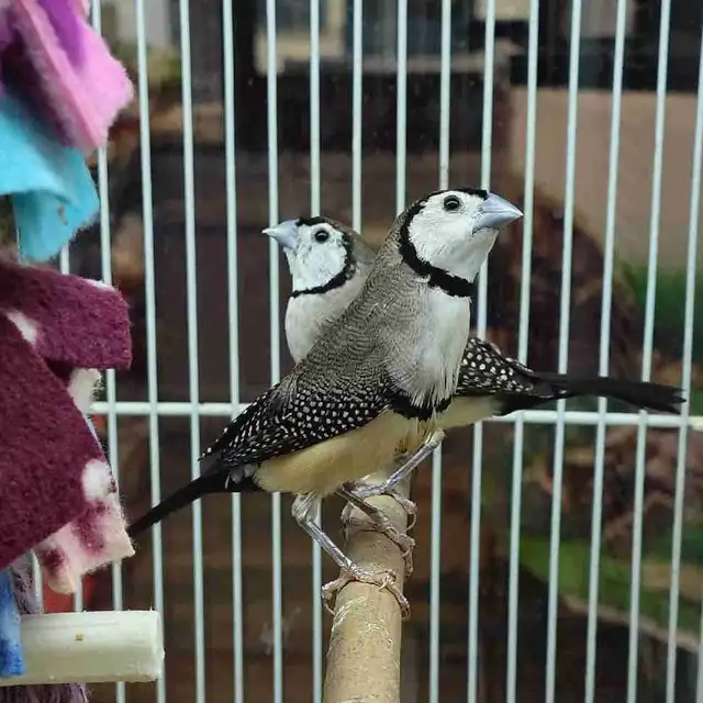 owl finches