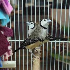 owl finches