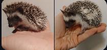 ♥SALE salt and pepper pinto baby girls 220 OR young adults 120