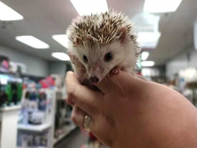 baby hedgehogs