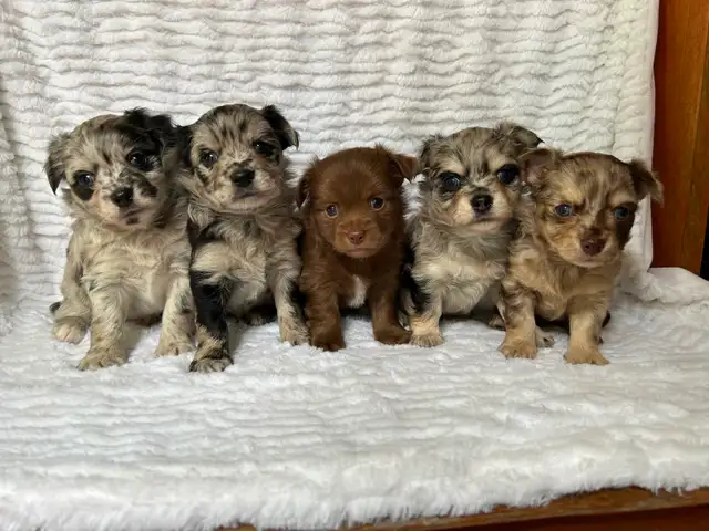 Adorable Chihuahua Puppies