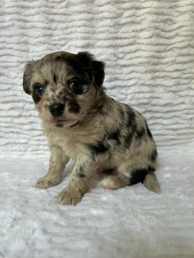 Adorable Chihuahua Puppies - Photo 2