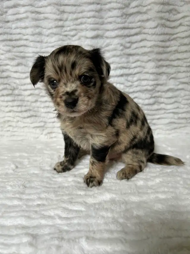 Adorable Chihuahua Puppies - Photo 3