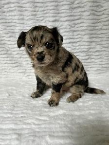Adorable Chihuahua Puppies - Photo 3