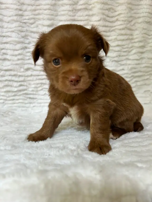 Adorable Chihuahua Puppies - Photo 4