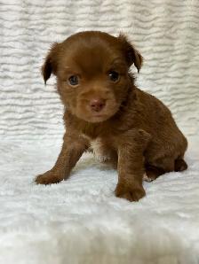 Adorable Chihuahua Puppies - Photo 4