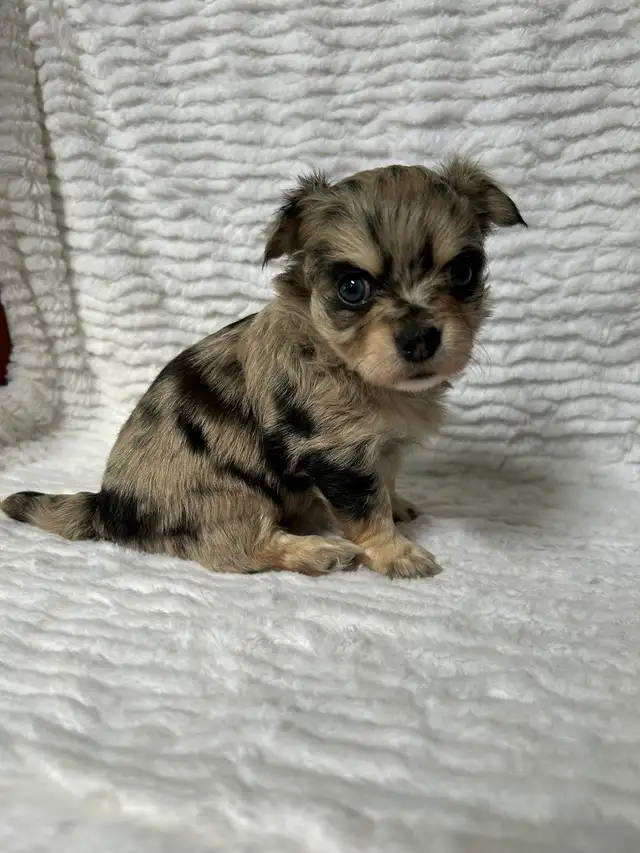 Adorable Chihuahua Puppies - Photo 5
