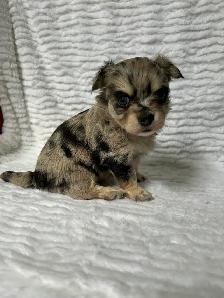 Adorable Chihuahua Puppies - Photo 5