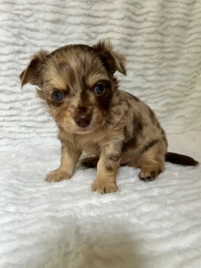 Adorable Chihuahua Puppies - Photo 6