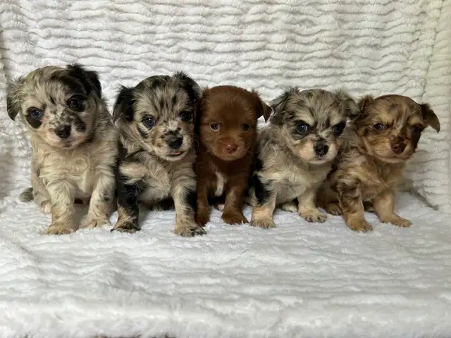 Adorable Chihuahua Puppies - Photo 7