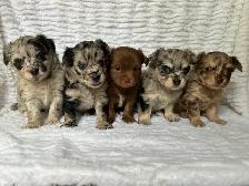 Adorable Chihuahua Puppies - Photo 7
