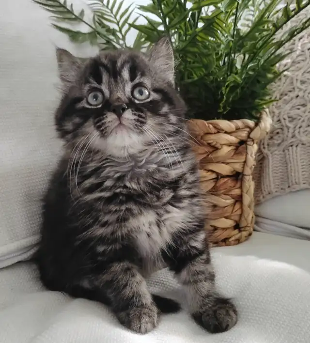 Chaton Sibérien hypoallergénique