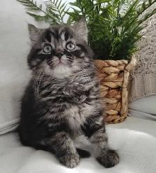 Chaton Sibérien hypoallergénique