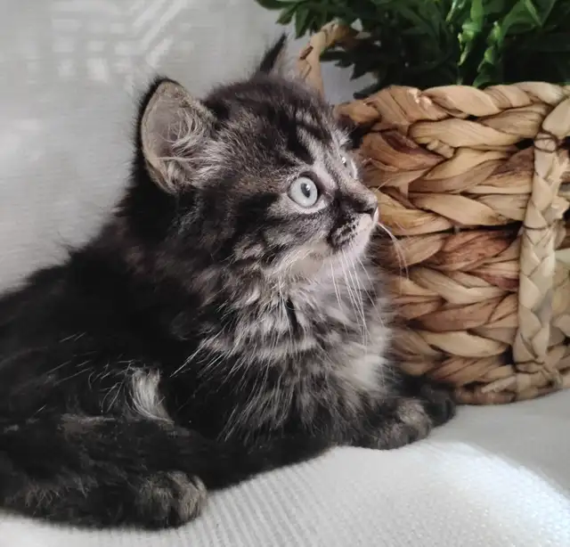Chaton Sibérien hypoallergénique - Photo 2