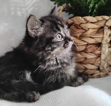 Chaton Sibérien hypoallergénique - Photo 2