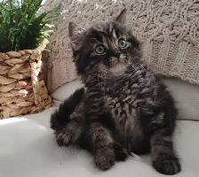 Chaton Sibérien hypoallergénique - Photo 3