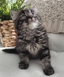 Chaton Sibérien hypoallergénique - Photo 4