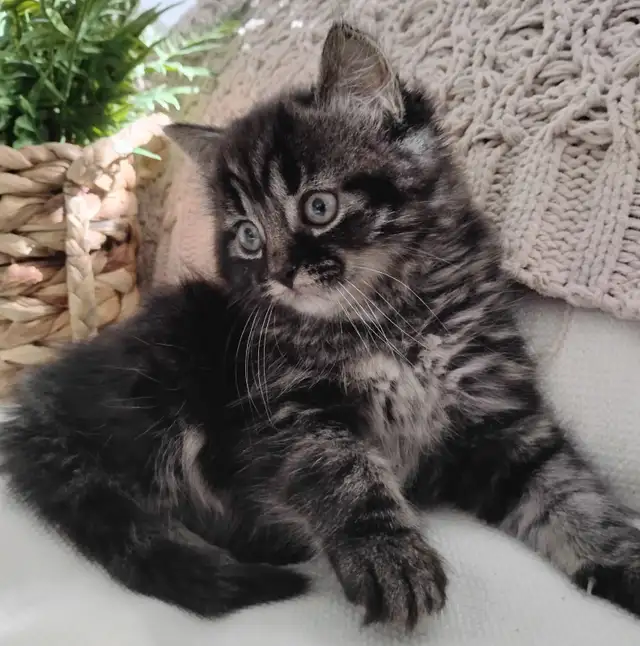 Chaton Sibérien hypoallergénique - Photo 5