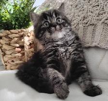 Chaton Sibérien hypoallergénique - Photo 6