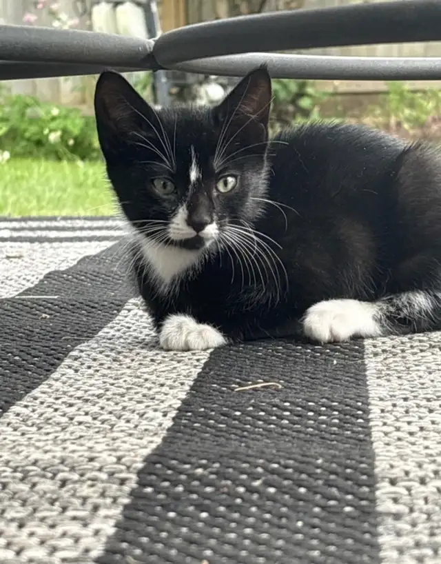 Kitten for sale