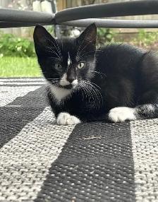 Kitten for sale