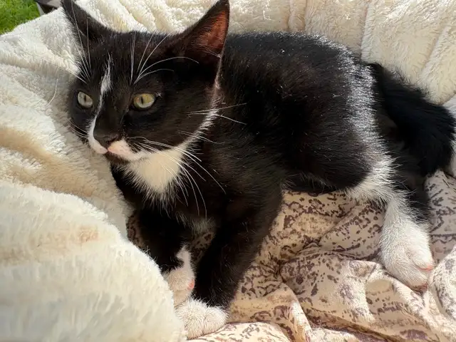 Kitten for sale - Photo 2