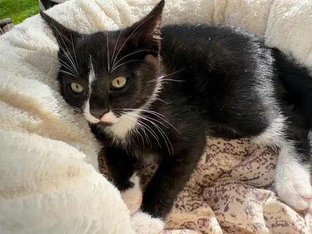 Kitten for sale - Photo 3