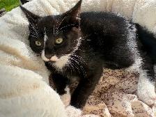 Kitten for sale - Photo 3