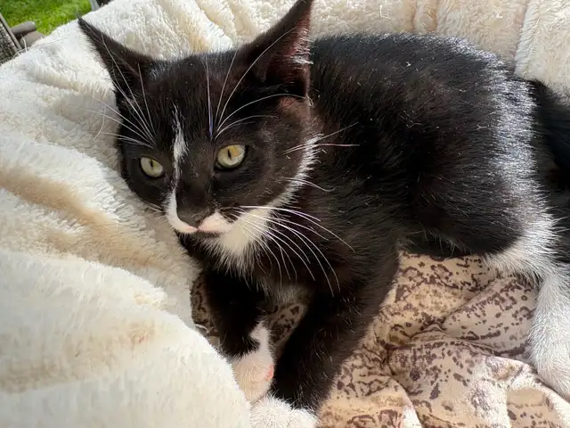 Kitten for sale - Photo 4