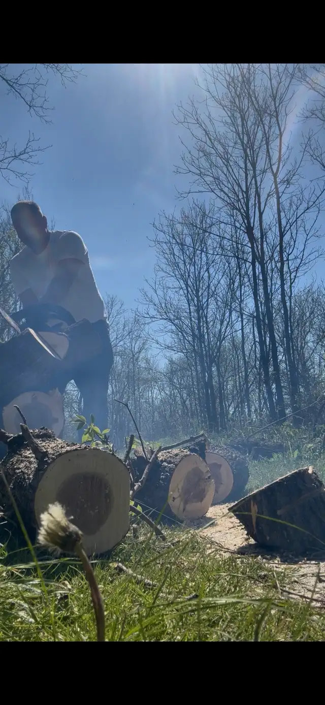 small tree Services ( Fair price ) - Photo 2