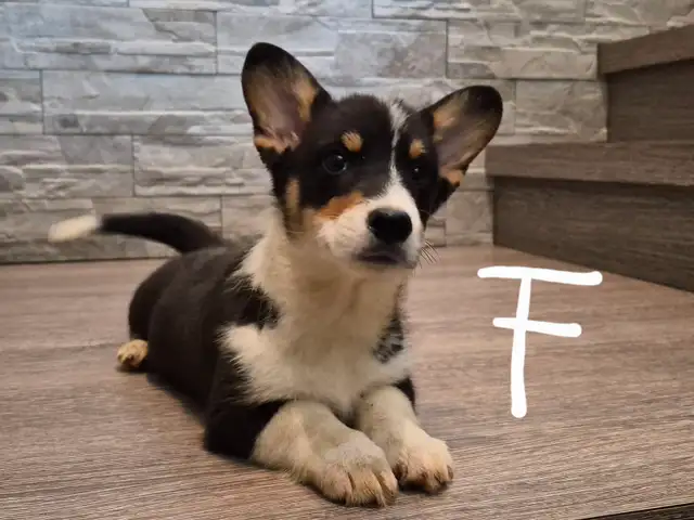 Pembroky Welsh Corgi READY FOR NEW  HOME