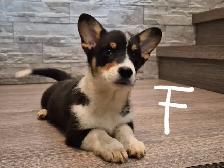 Pembroky Welsh Corgi READY FOR NEW  HOME