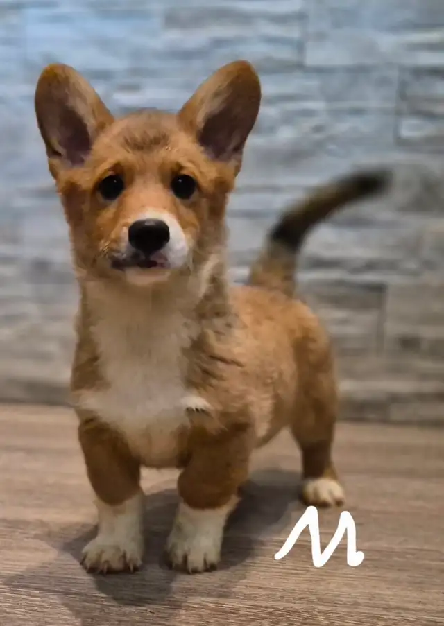 Pembroky Welsh Corgi READY FOR NEW  HOME - Photo 2