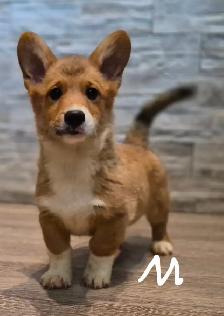 Pembroky Welsh Corgi READY FOR NEW  HOME - Photo 2
