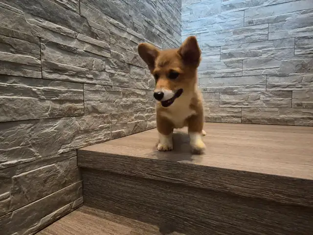 Pembroky Welsh Corgi READY FOR NEW  HOME - Photo 3