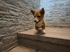 Pembroky Welsh Corgi READY FOR NEW  HOME - Photo 3