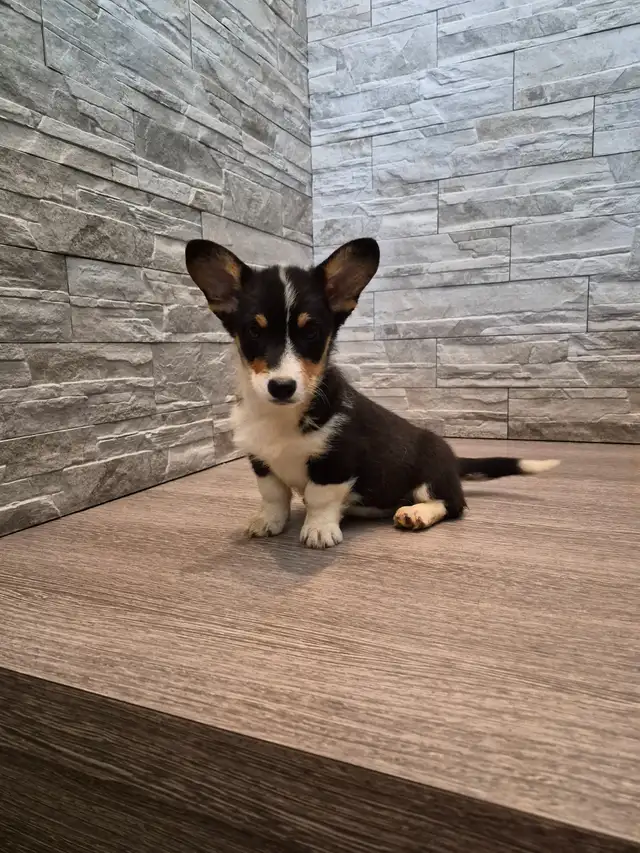 Pembroky Welsh Corgi READY FOR NEW  HOME - Photo 4
