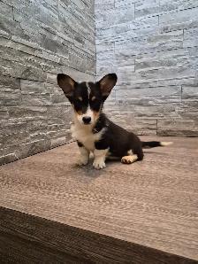 Pembroky Welsh Corgi READY FOR NEW  HOME - Photo 4