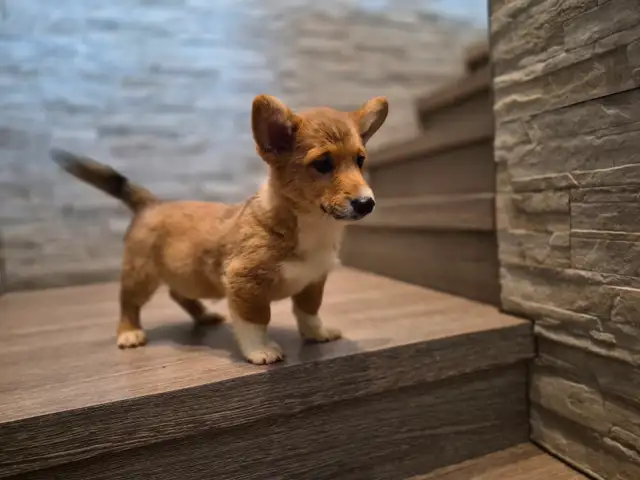 Pembroky Welsh Corgi READY FOR NEW  HOME - Photo 5