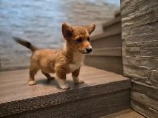 Pembroky Welsh Corgi READY FOR NEW  HOME - Photo 5
