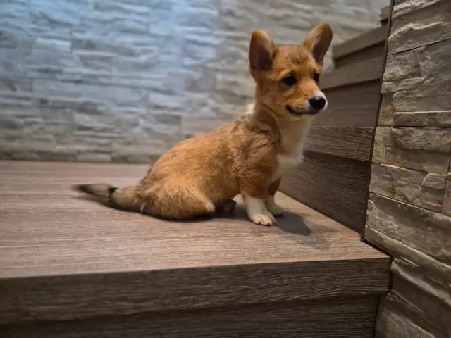 Pembroky Welsh Corgi READY FOR NEW  HOME - Photo 6