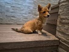 Pembroky Welsh Corgi READY FOR NEW  HOME - Photo 6