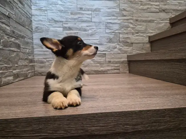 Pembroky Welsh Corgi READY FOR NEW  HOME - Photo 7