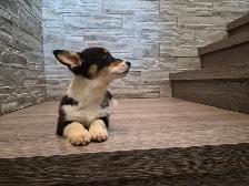 Pembroky Welsh Corgi READY FOR NEW  HOME - Photo 7