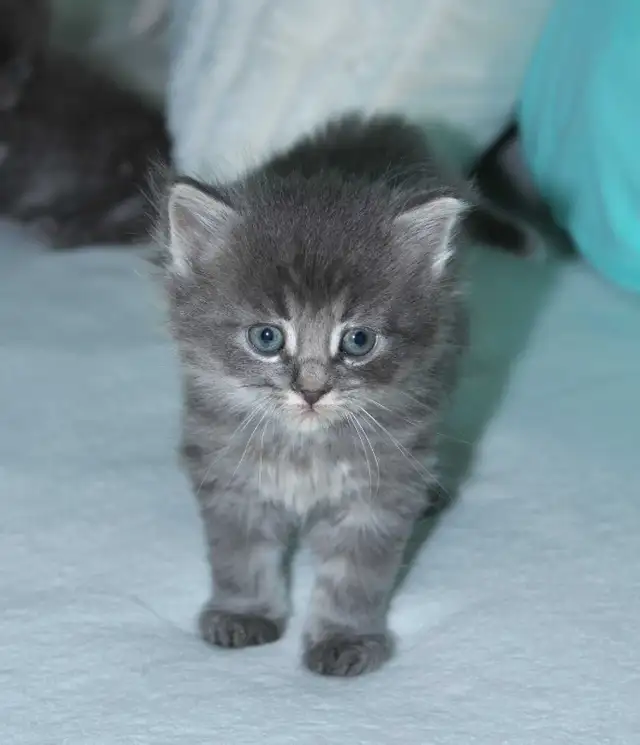 LONGHAIRED KITTENS AVAILABLE! Only 2 left!