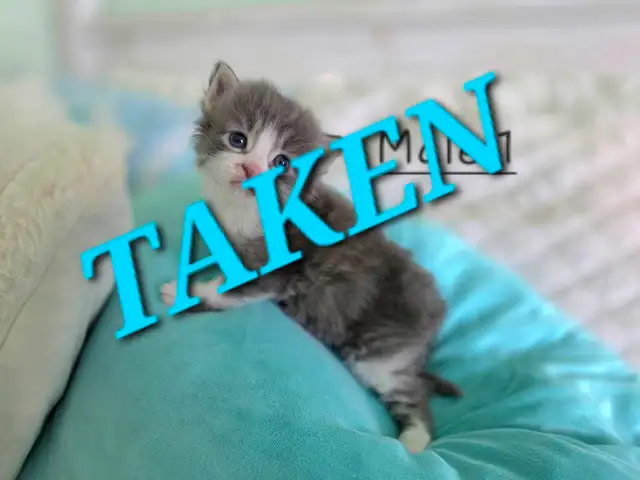 LONGHAIRED KITTENS AVAILABLE! Only 2 left! - Photo 2
