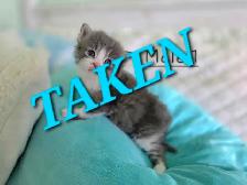 LONGHAIRED KITTENS AVAILABLE! Only 2 left! - Photo 2