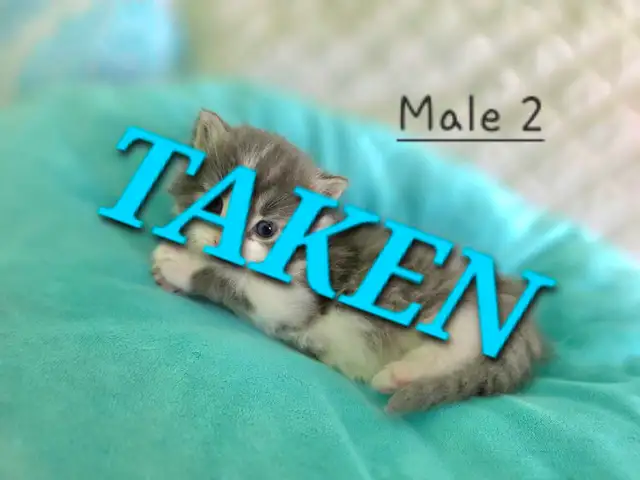 LONGHAIRED KITTENS AVAILABLE! Only 2 left! - Photo 3