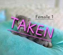 LONGHAIRED KITTENS AVAILABLE! Only 2 left! - Photo 4
